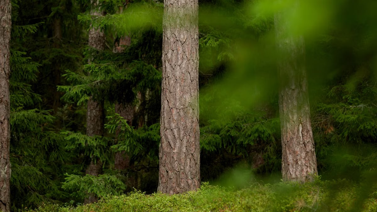 A serene view of a dense forest with tall conifer trees and green foliage.