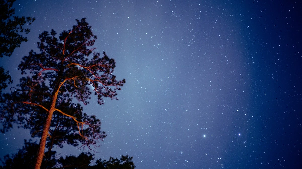green tree under blue sky during night time